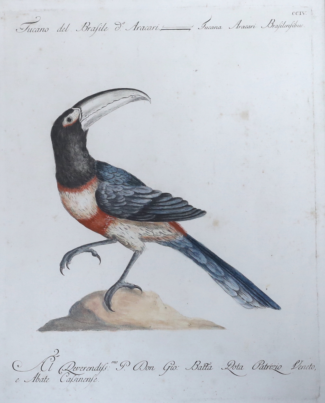 Violante Vanni (Italian, 1732–1776) and Lorenzo Lorenzi (Italian, active ca. 1750–80), two colour engravings, Woodpecker and one other, 39 x 30cm